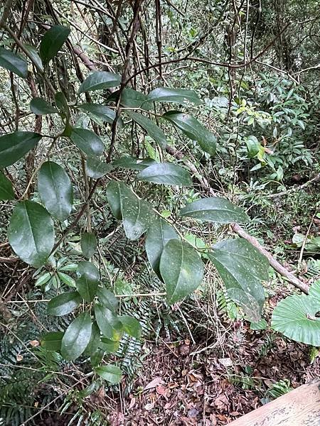 植物教室~峨眉六寮藤坪步道