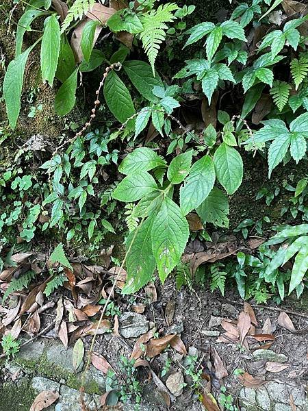 植物教室~峨眉六寮藤坪步道