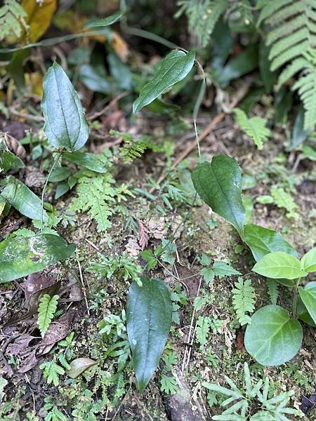 植物教室~峨眉六寮藤坪步道