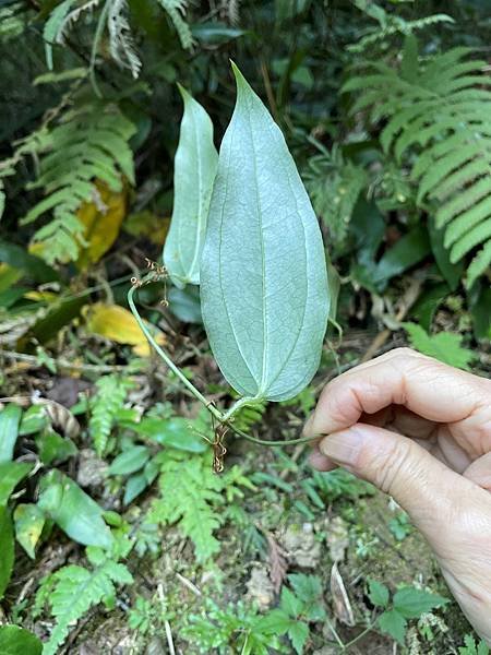 植物教室~峨眉六寮藤坪步道