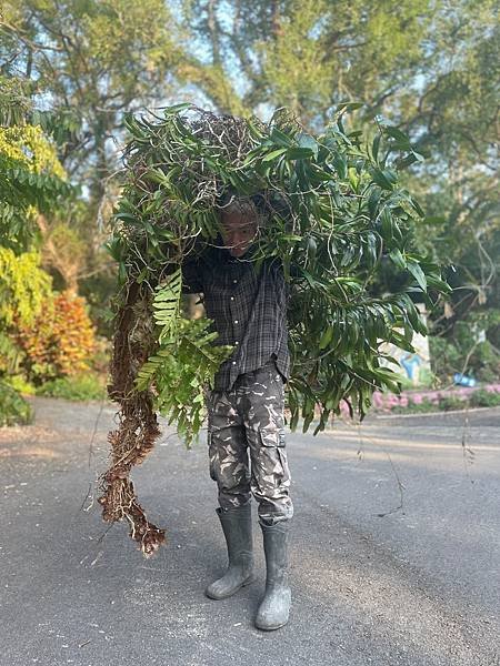 2025 2月卓蘭植物觀察筆記