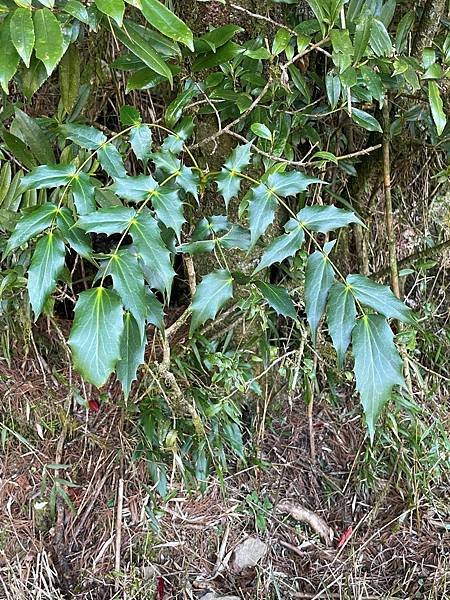 植物教室~西勢山林道