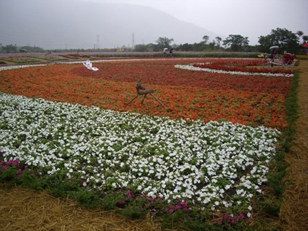 花東縱谷花海-533.JPG