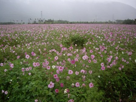 花東縱谷花海-538.JPG