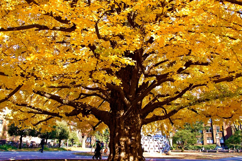aa