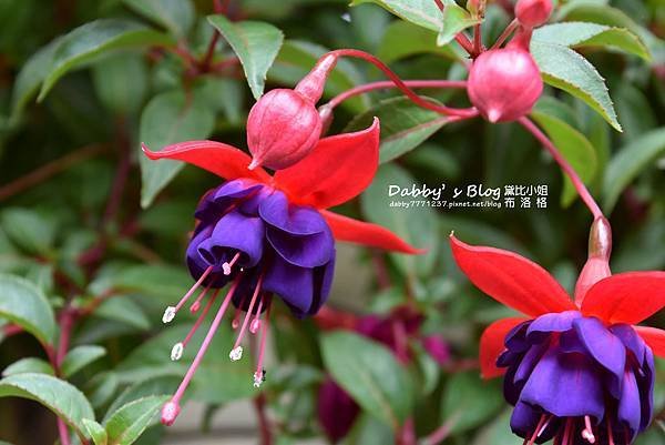花露休閒農場
