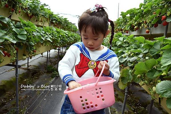六合草莓園