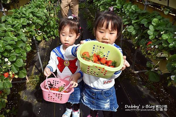 六合草莓園