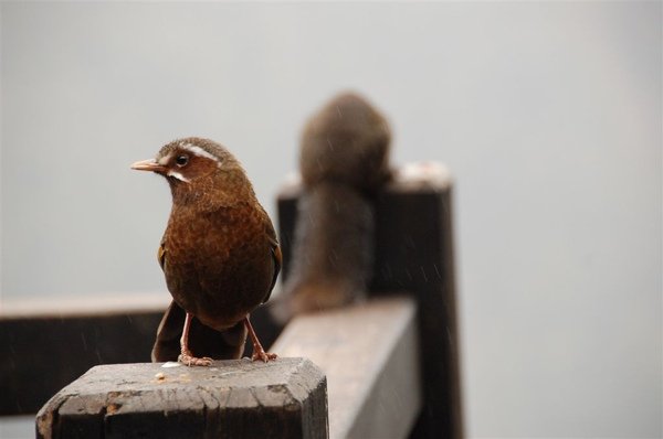 鳥與鼠