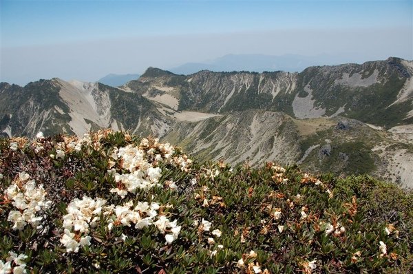 高山杜鵑