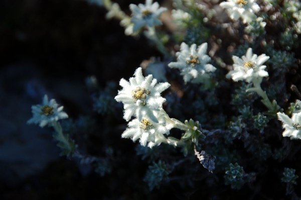 薄雪草