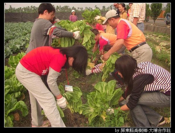 [DIY教學] 瓶子菜 (高麗菜、芥菜)-002.jpg