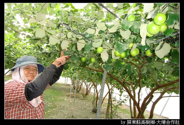 再半個月，高樹密棗即將上市囉 - 002.jpg