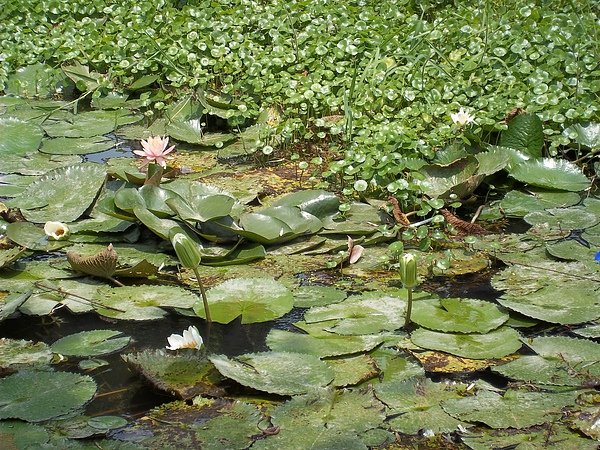 100_0987.JPG