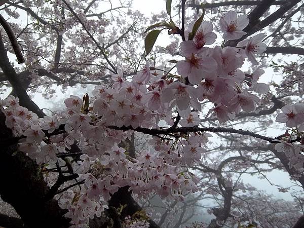 100_6019.JPG