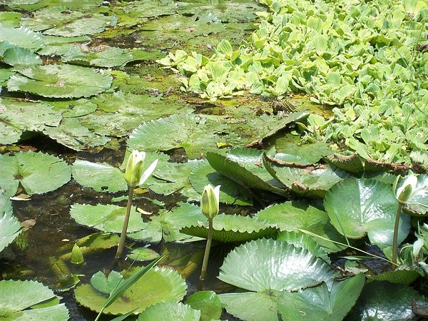 100_0981.JPG