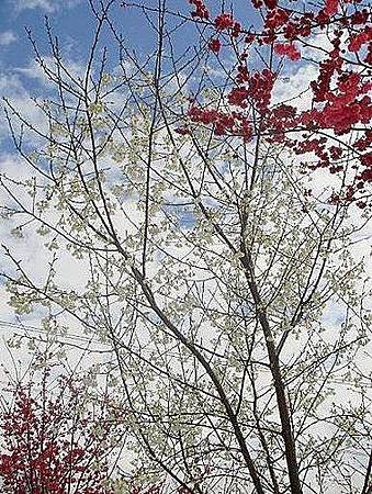 白花山櫻２