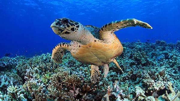 green-sea-turtle-coral.jpg.adapt_.945.1.jpg