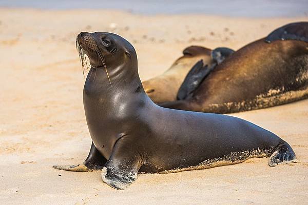 the-north-pacific-sea-lions-2403930_960_720.jpg