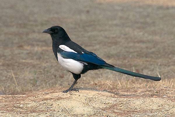 1200px-Korean_magpie_in_Daejeon_(side_profile).jpg