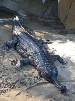 250px-Gharial_san_diego.jpg