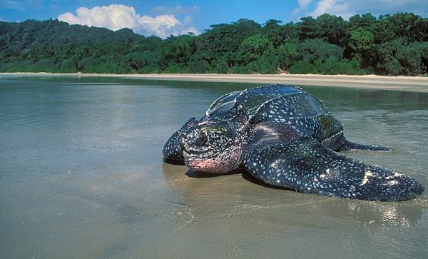 leatherback_Kartik_Shanker.jpg