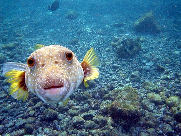 pufferfish.jpg