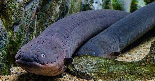 Electric-eels.jpg