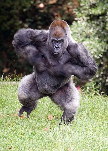 gorilla_ozzie_chestbeating_ZA_0008.jpg