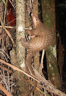 250px-Pangolin_borneo.jpg