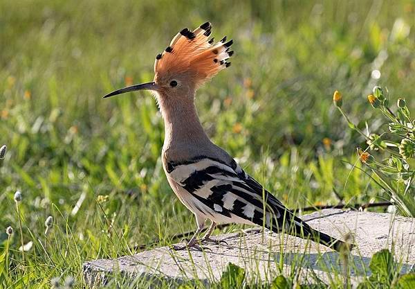 Common_hoopoe_-_Upupa_epops_06.jpg