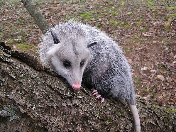 Sustainability-Appalachian-Wild-Series-Opossums-200-Few-Opossums-Live-More-Than-One-Year-Due-to-Predation-Carlton-Burke.jpg