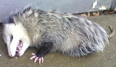 375px-Opossum2.jpg