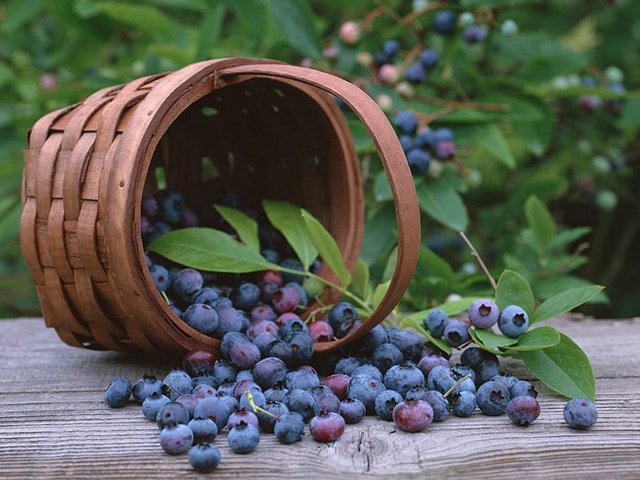 blueberry-basket