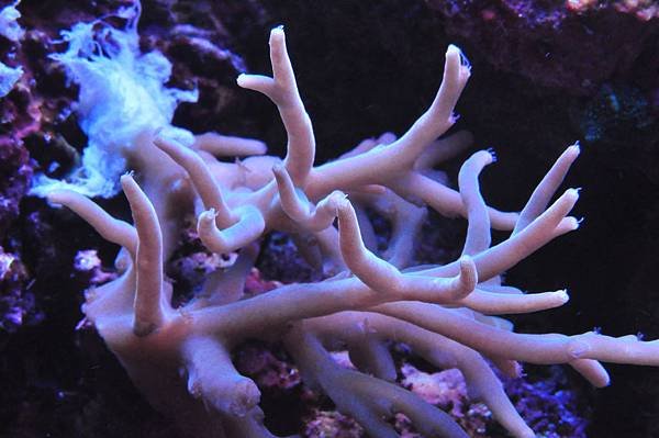 Acropora suharsonoi 牛角.JPG