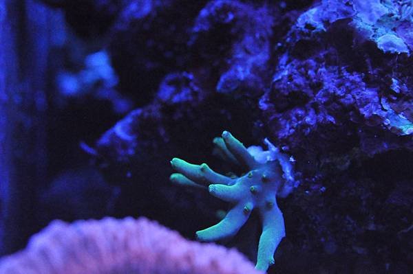 Acropora caroliniana 金牛角.JPG
