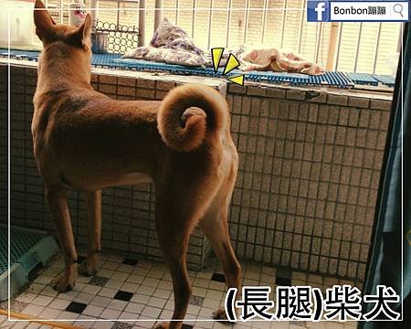 長腿柴犬蹦