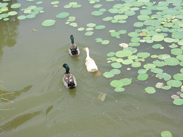 DSCN3018