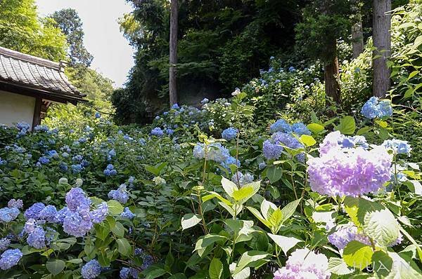 20180603-DSC_6746.jpg