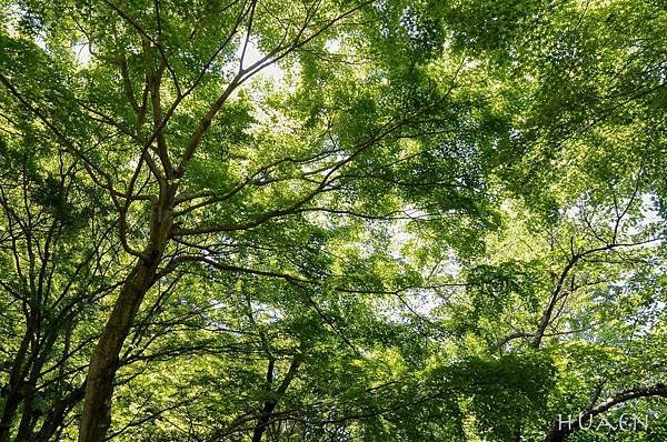 20180603-DSC_6785.jpg