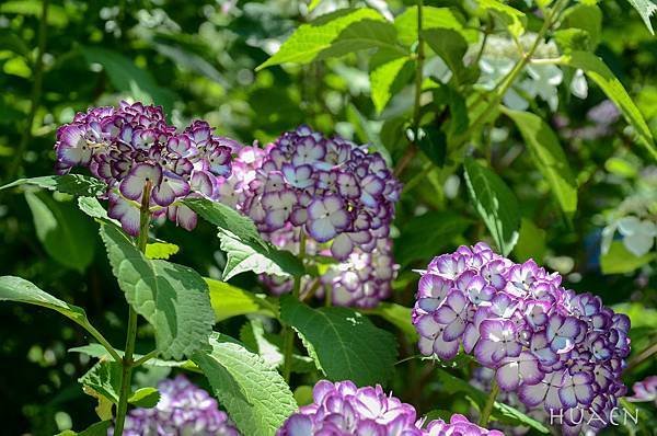 20180603-DSC_6806.jpg