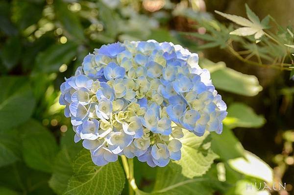 20180603-DSC_6810.jpg