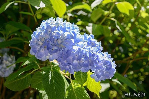 20180603-DSC_6817.jpg