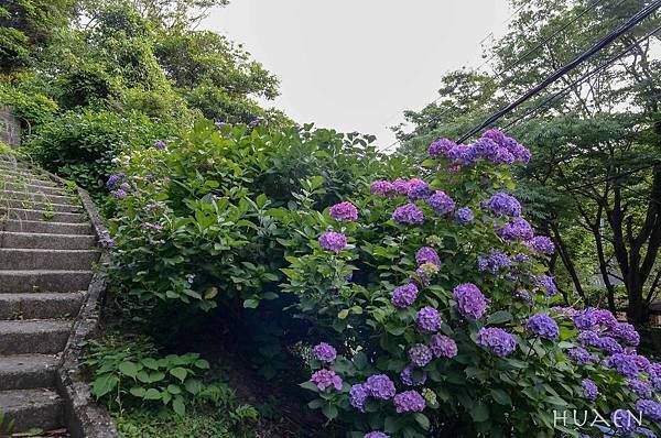 20180603-DSC_6947.jpg