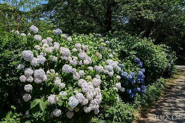 20180604-DSC_7033.jpg