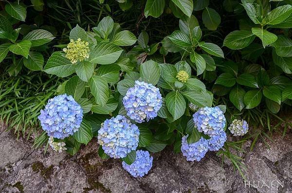 20180604-DSC_7084.jpg