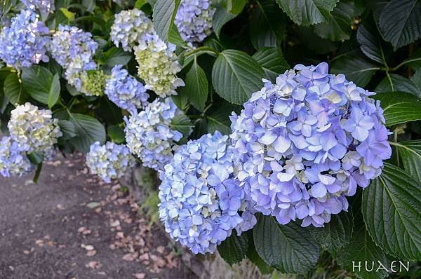20180604-DSC_7065.jpg
