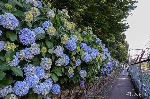20180604-DSC_7097.jpg