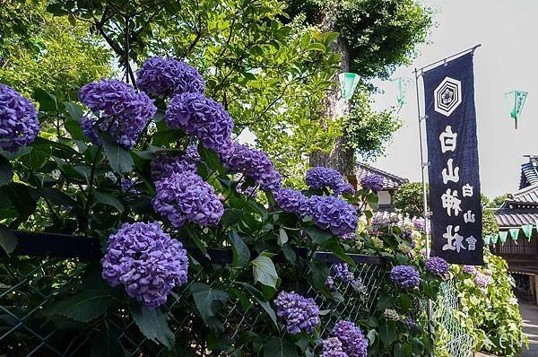 20180604-DSC_7135.jpg