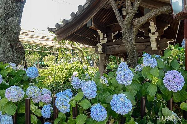 20180604-DSC_7143.jpg
